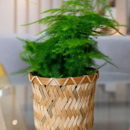 Apartment Lavandeira *