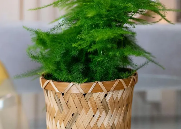 Apartman Lavandeira *